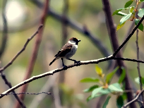 Trang thơ Thiếu Nhi 02-1994